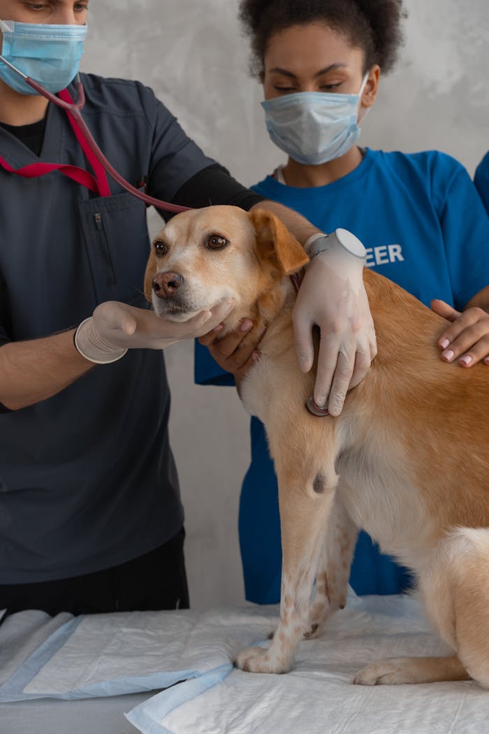 A veterinarian team examines a dog in clinic setting.