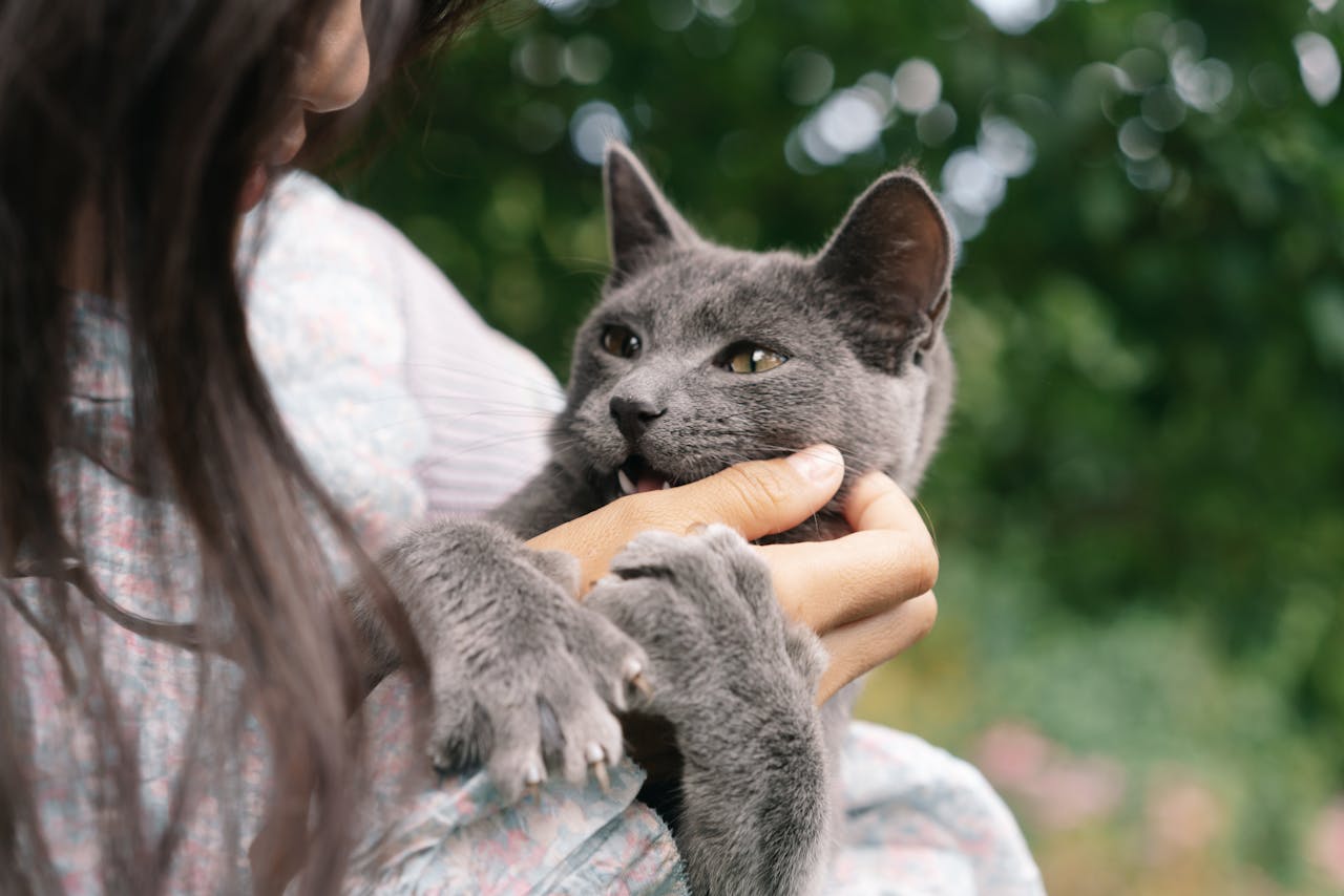 A cute gray cat playfully biting a womans hand outdoors, showcasing playful pet interactions.