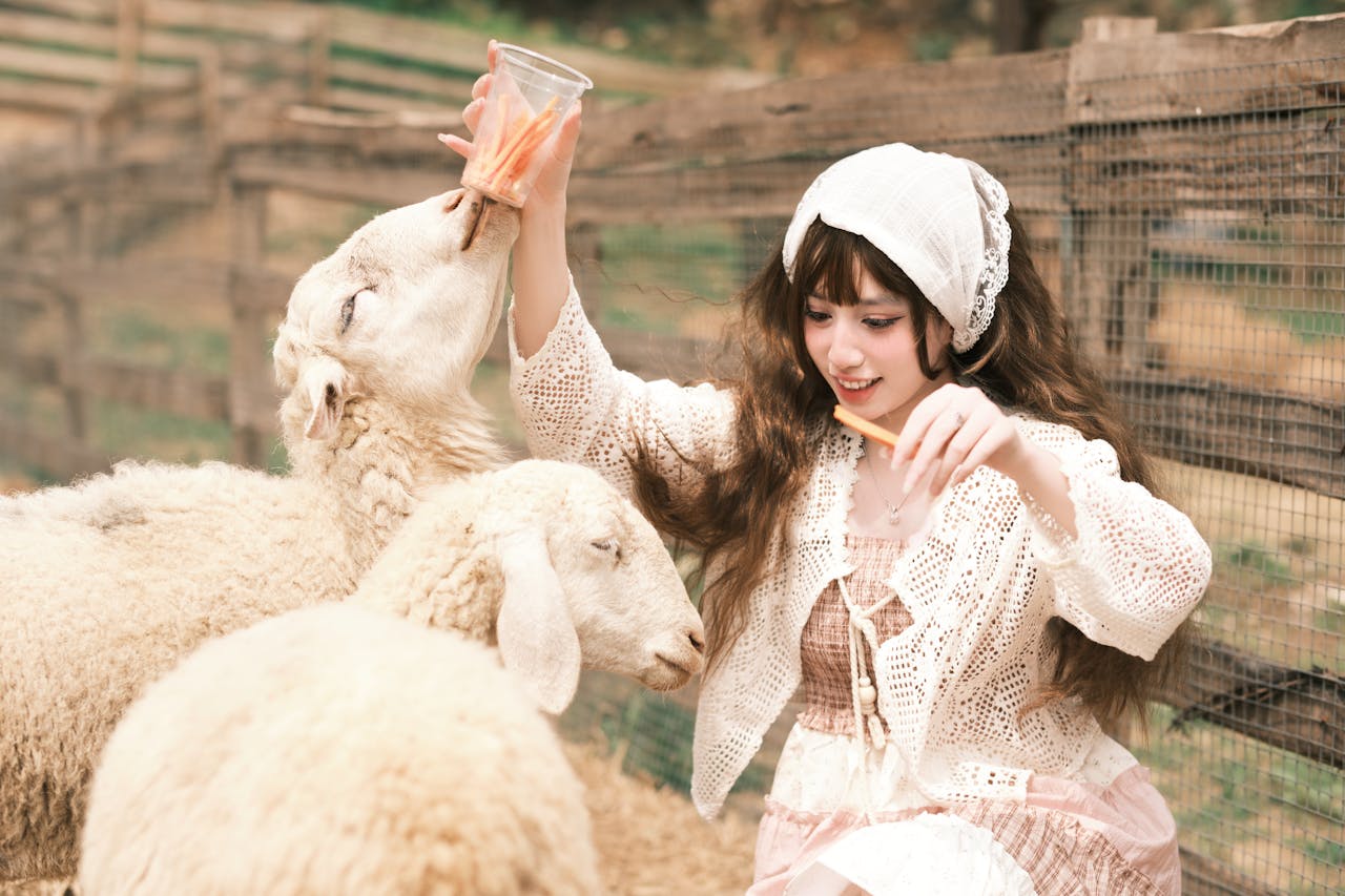 Young woman in lace attire feeding sheep with carrots in a rustic outdoor farm setting.